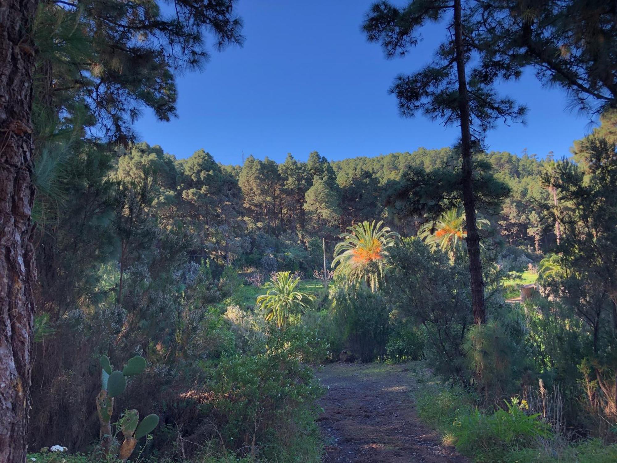 La Guancha Monte Frio De Tenerife المظهر الخارجي الصورة