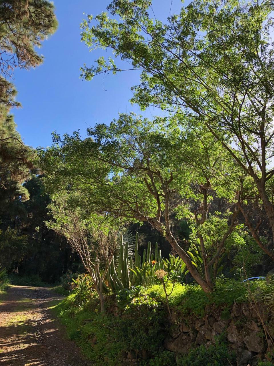 La Guancha Monte Frio De Tenerife المظهر الخارجي الصورة
